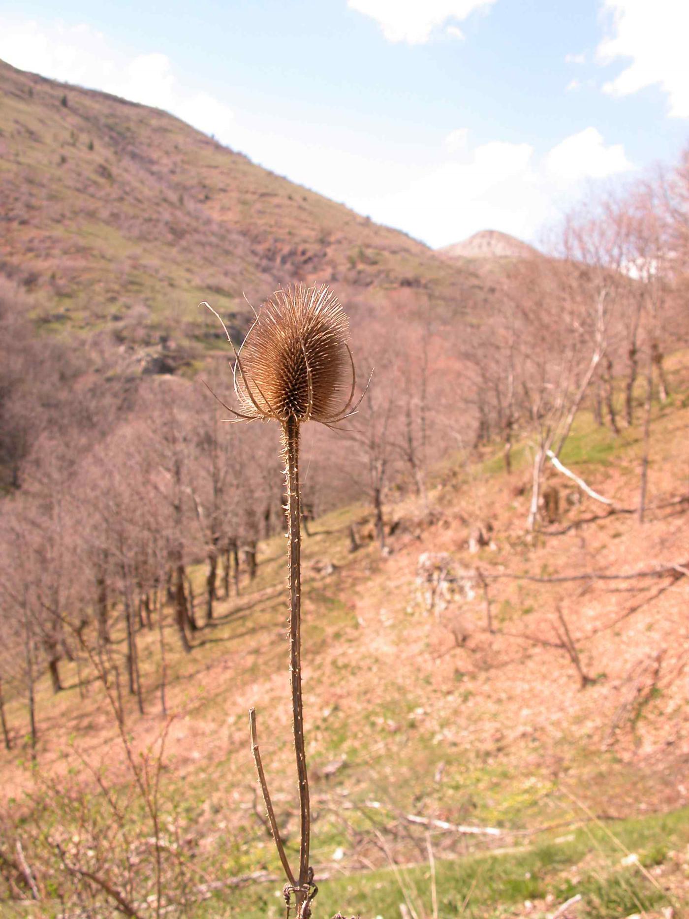 Teasel fruit